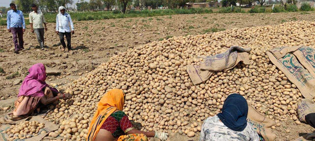 Grown-Potatoes