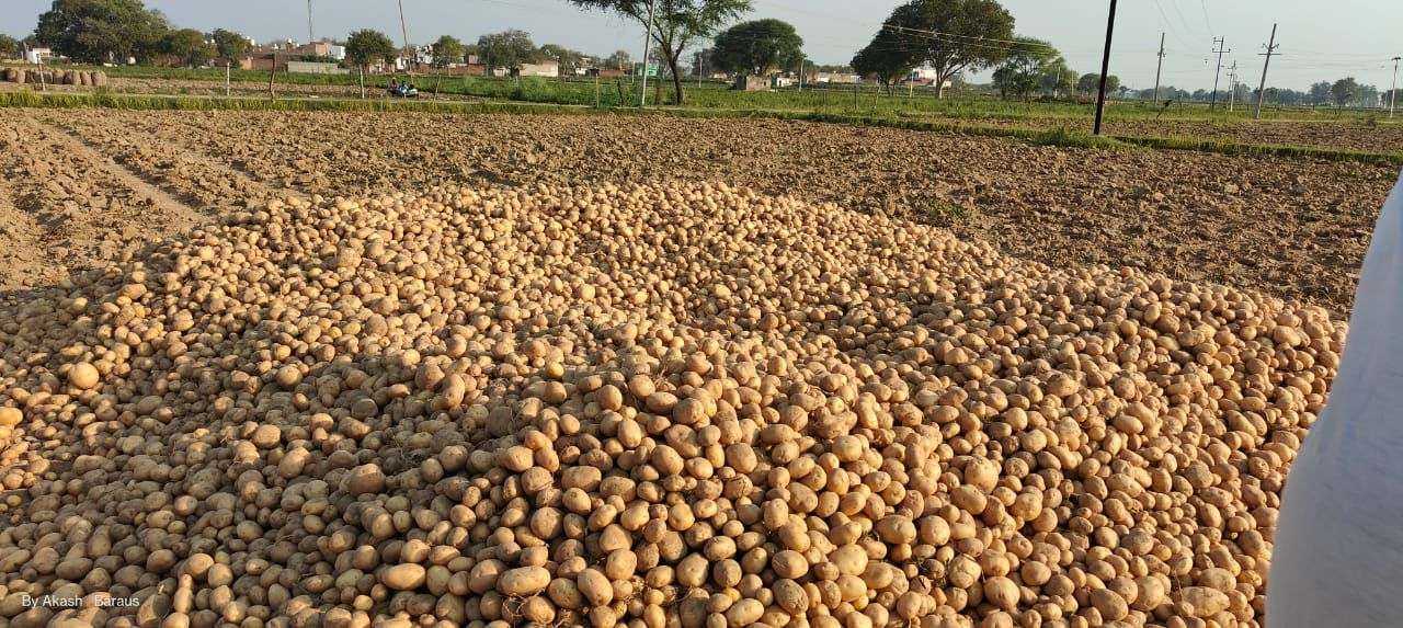 Potato-on-floor