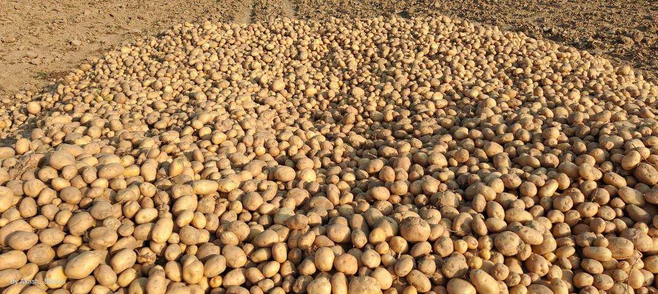 Potatoes-after-grown
