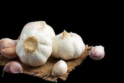 Garlic
