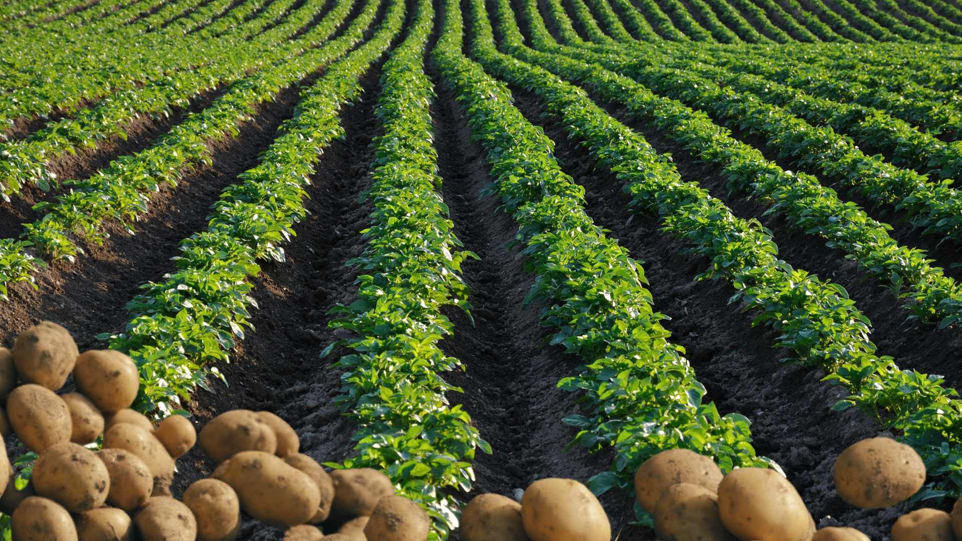 Illustration of modern farming techniques at AGPotato.